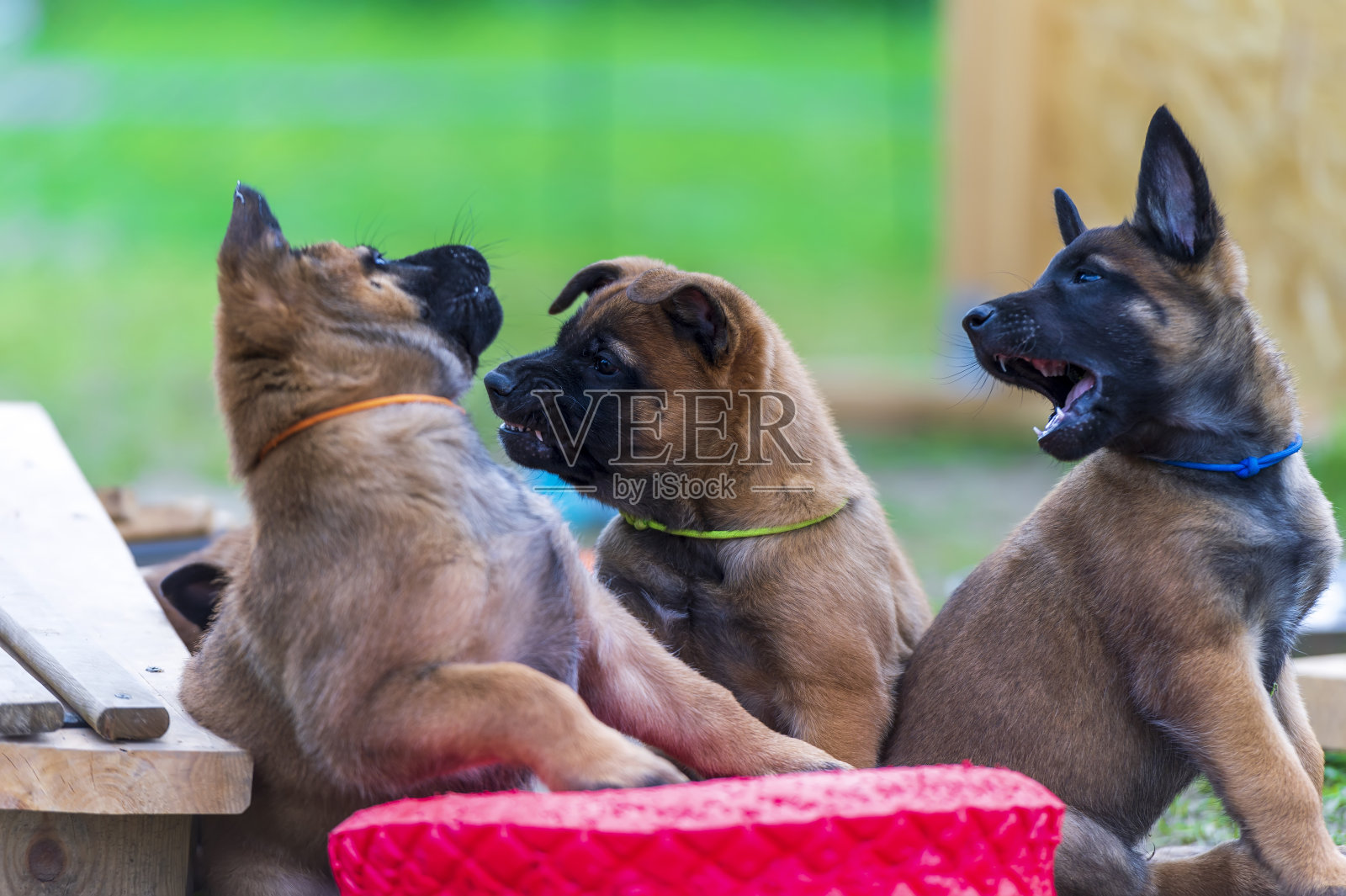 一群比利时玛利诺牧羊犬幼犬照片摄影图片