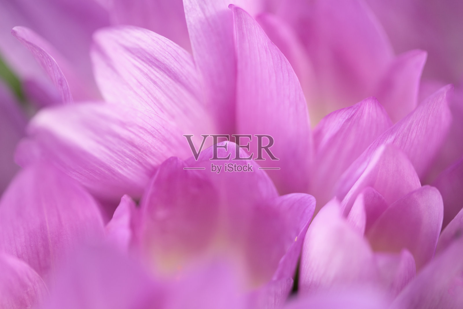 春天的花朵照片摄影图片