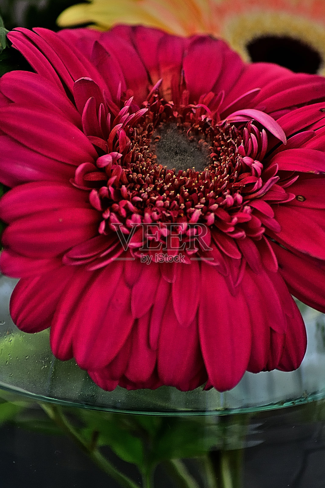 花的世界照片摄影图片