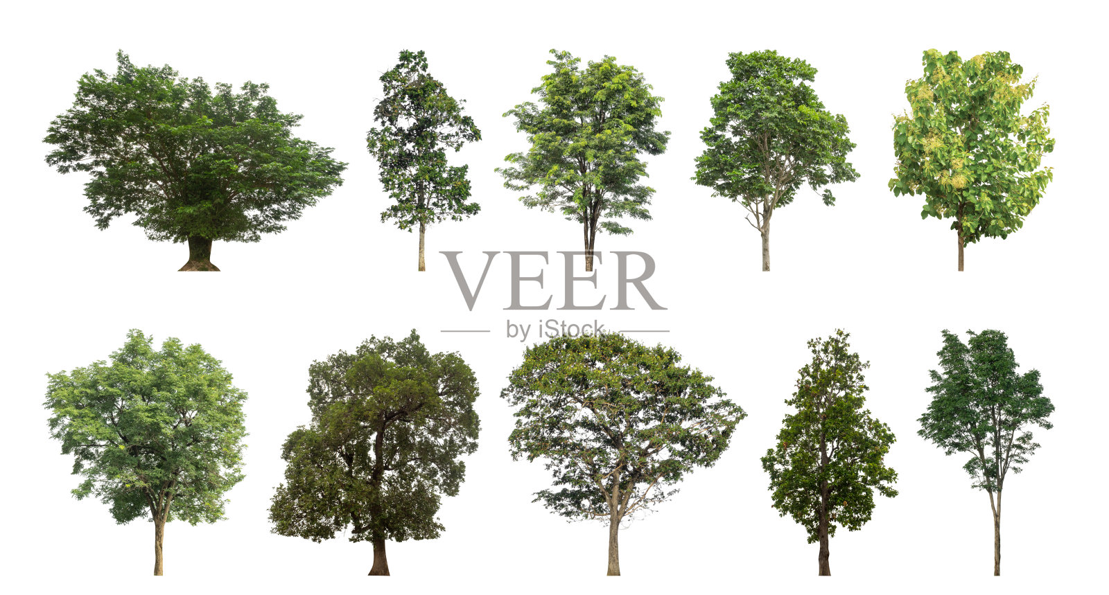 白色背景上孤立的绿色树木集合。方便选择设计。照片摄影图片