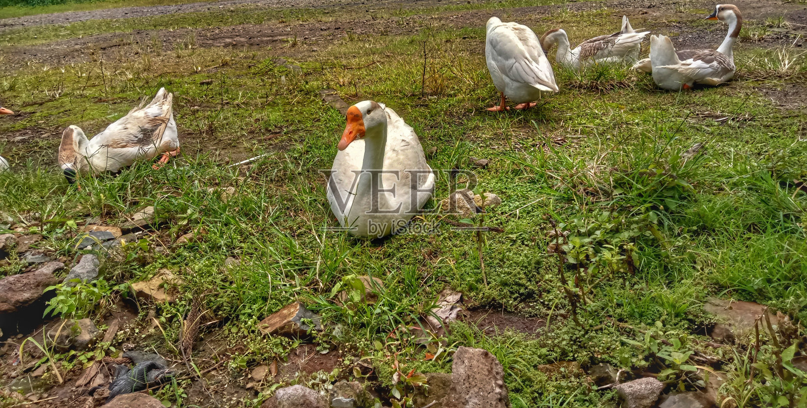 白天鹅休息照片摄影图片