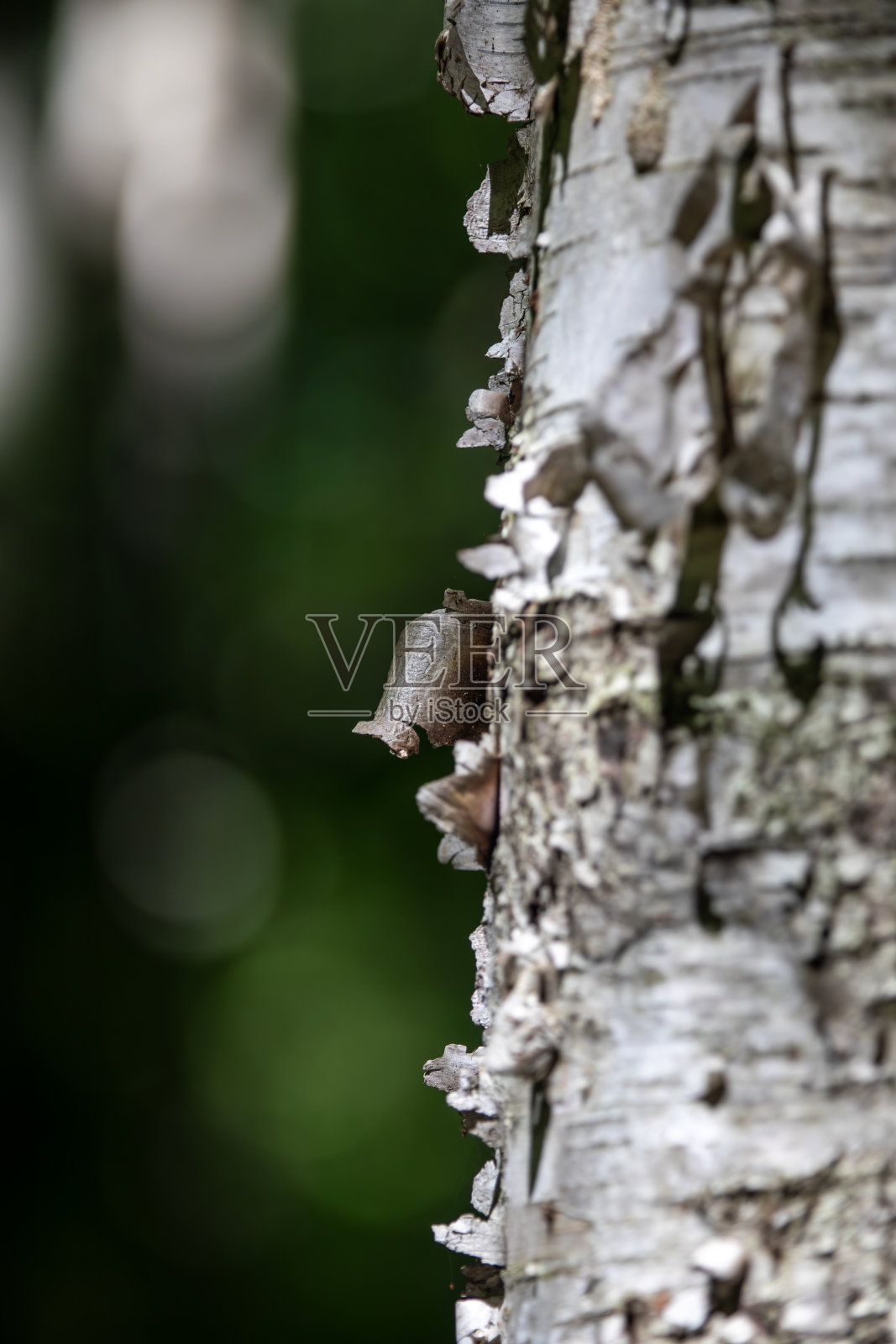 桦树树干上像纸一样的树皮正在剥落。照片摄影图片
