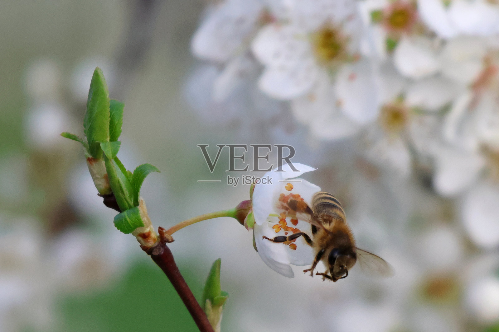 蜜蜂正在摘下一朵梅花。照片摄影图片