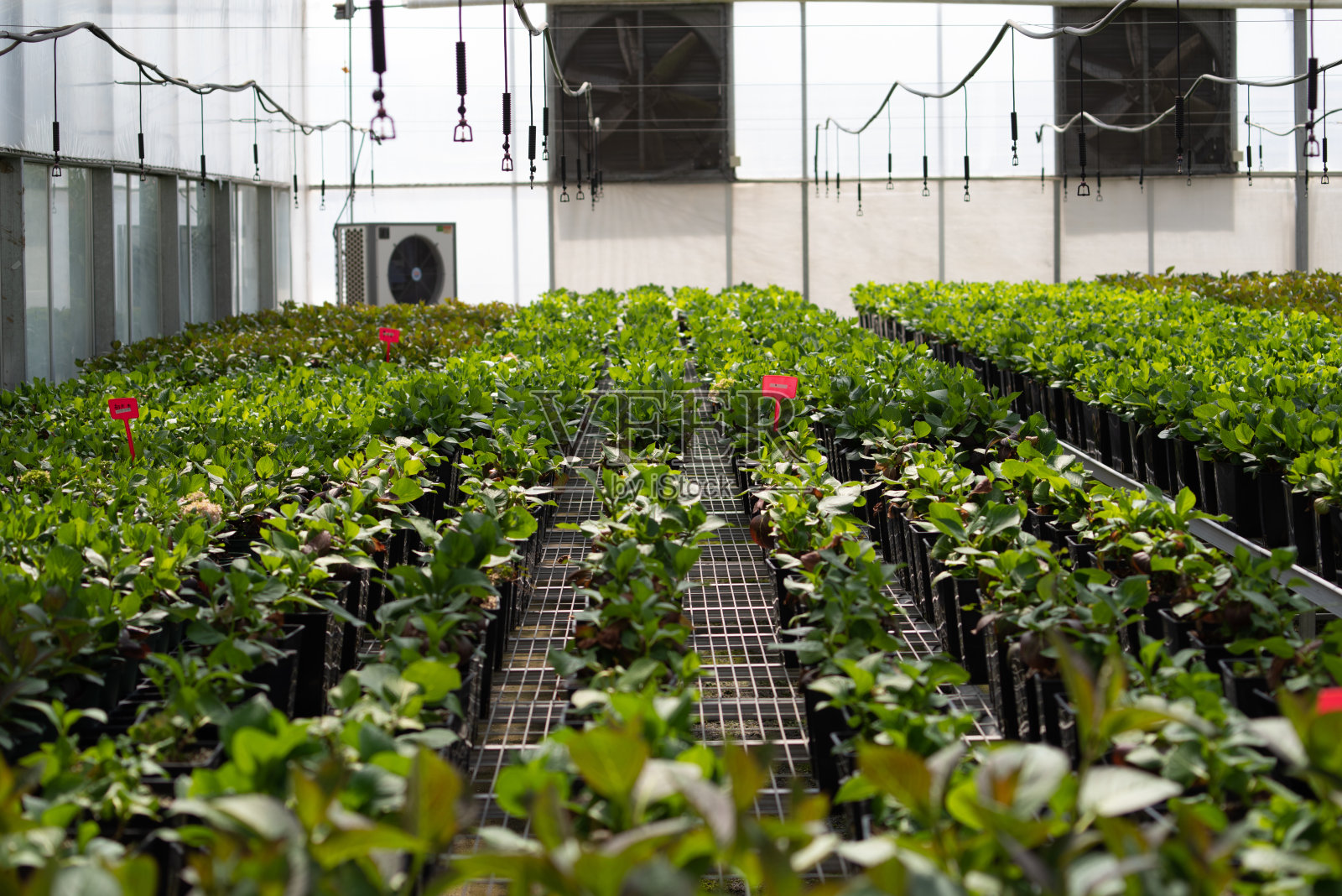 温室里的幼苗。温室盆栽植物内的幼苗。农业科学概念照片摄影图片