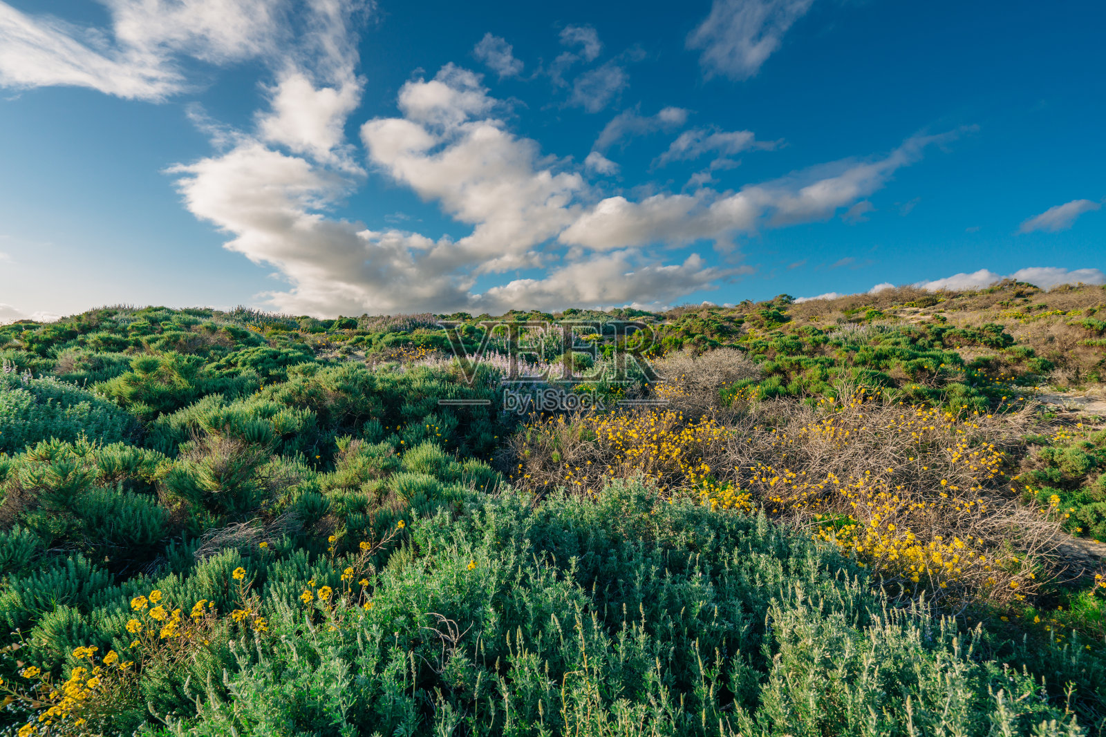 荒野地区。灌木和野花。银羽扇豆(Lupinus argenteus)的殖民地，美丽的豌豆般的蓝色野花盛开，和多云的天空照片摄影图片