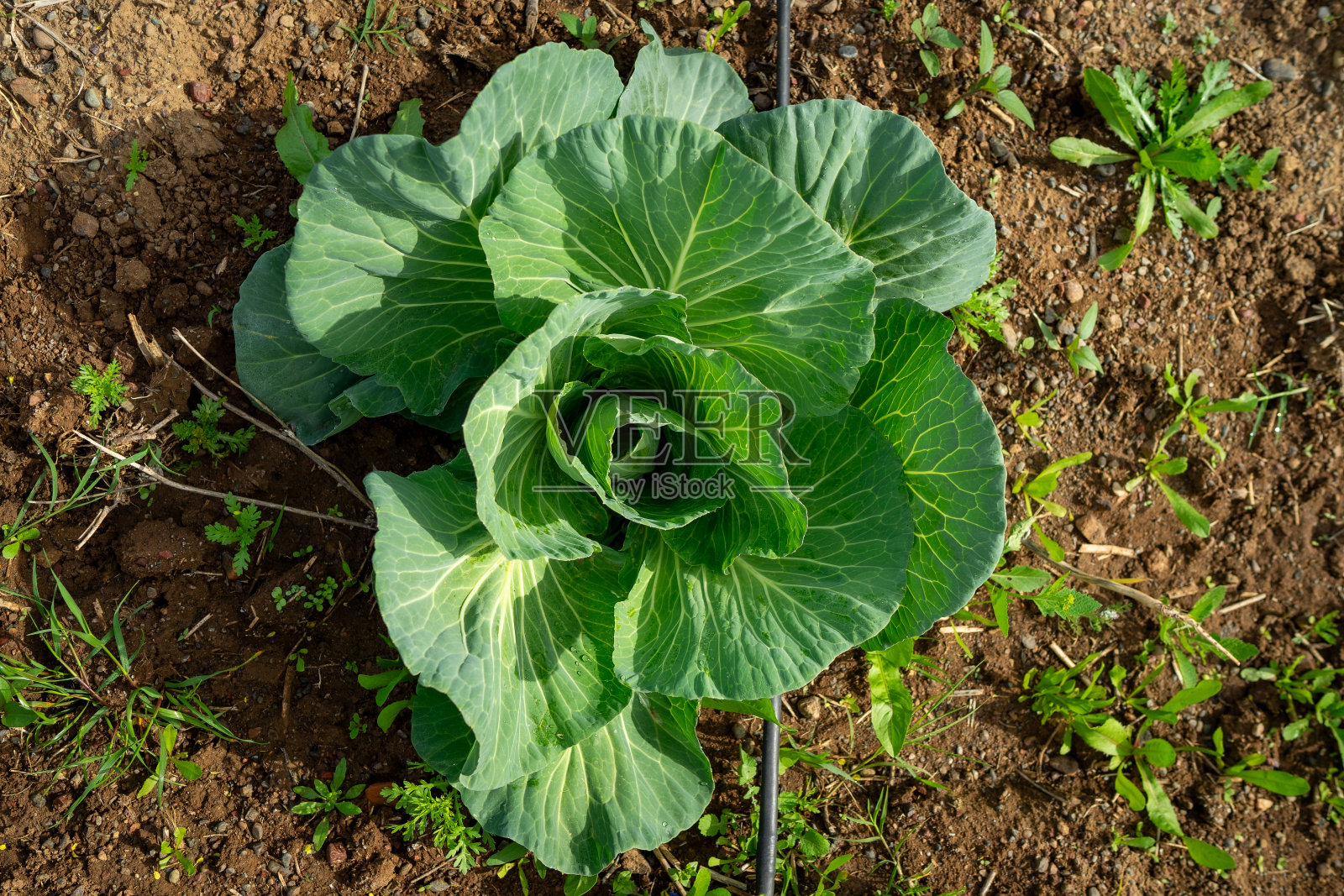新鲜种植的单白菜蔬菜在田间生长，有机耕作，草本植物侵占地面照片摄影图片