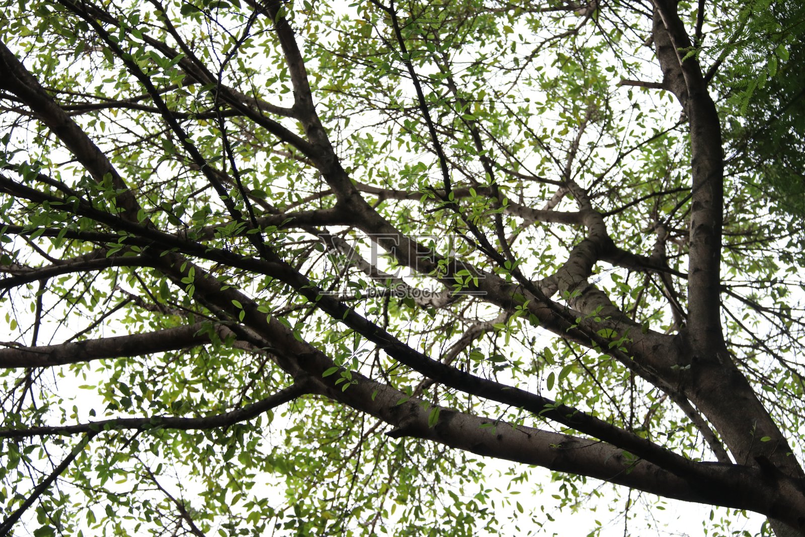 树叶在旱季掉落照片摄影图片