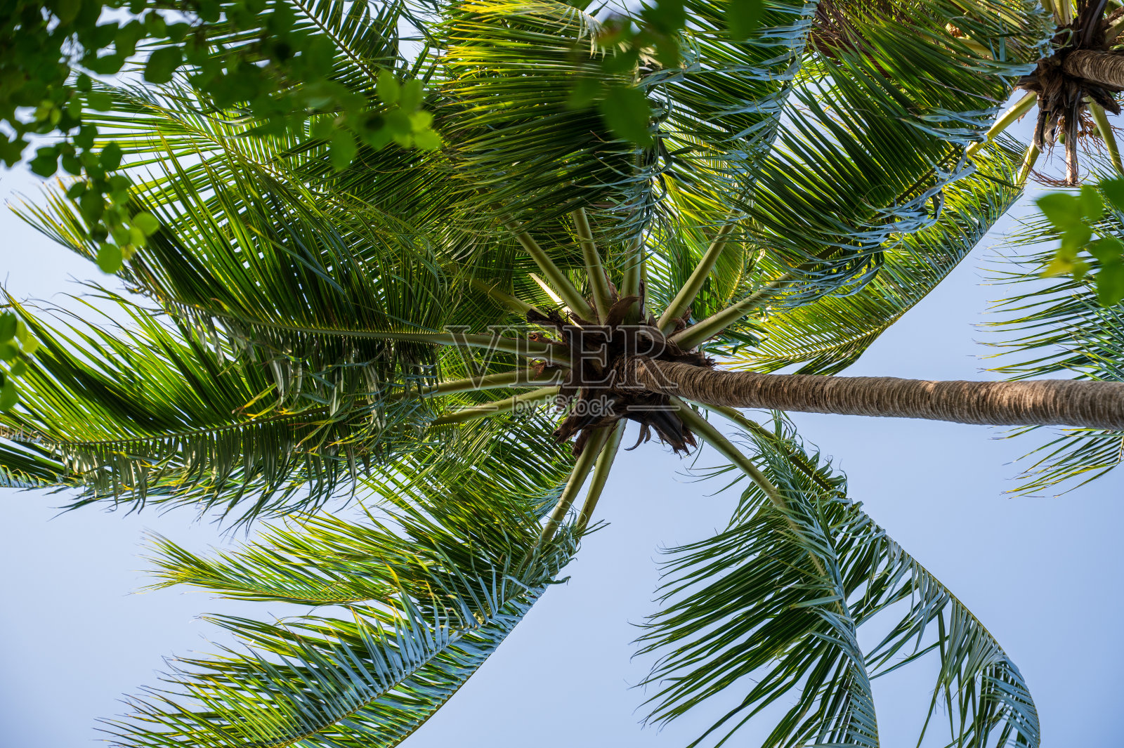 棕榈树在茂密的绿色森林里。照片摄影图片