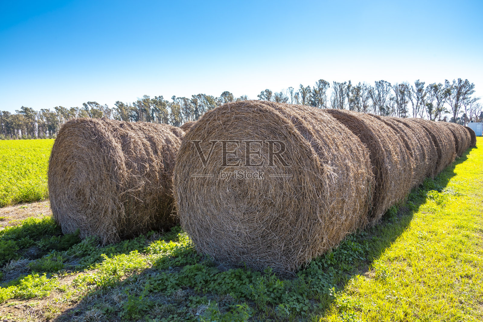 由干草卷组成的干草种植园照片摄影图片