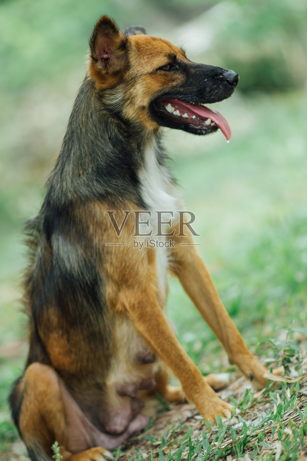 可怜的流浪狗照片摄影图片