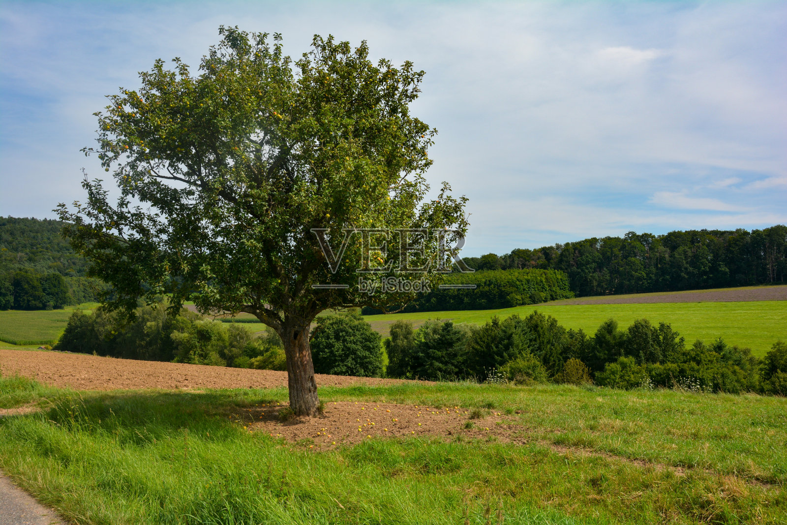 在绿色的大自然中，一棵苹果树上结着青苹果照片摄影图片