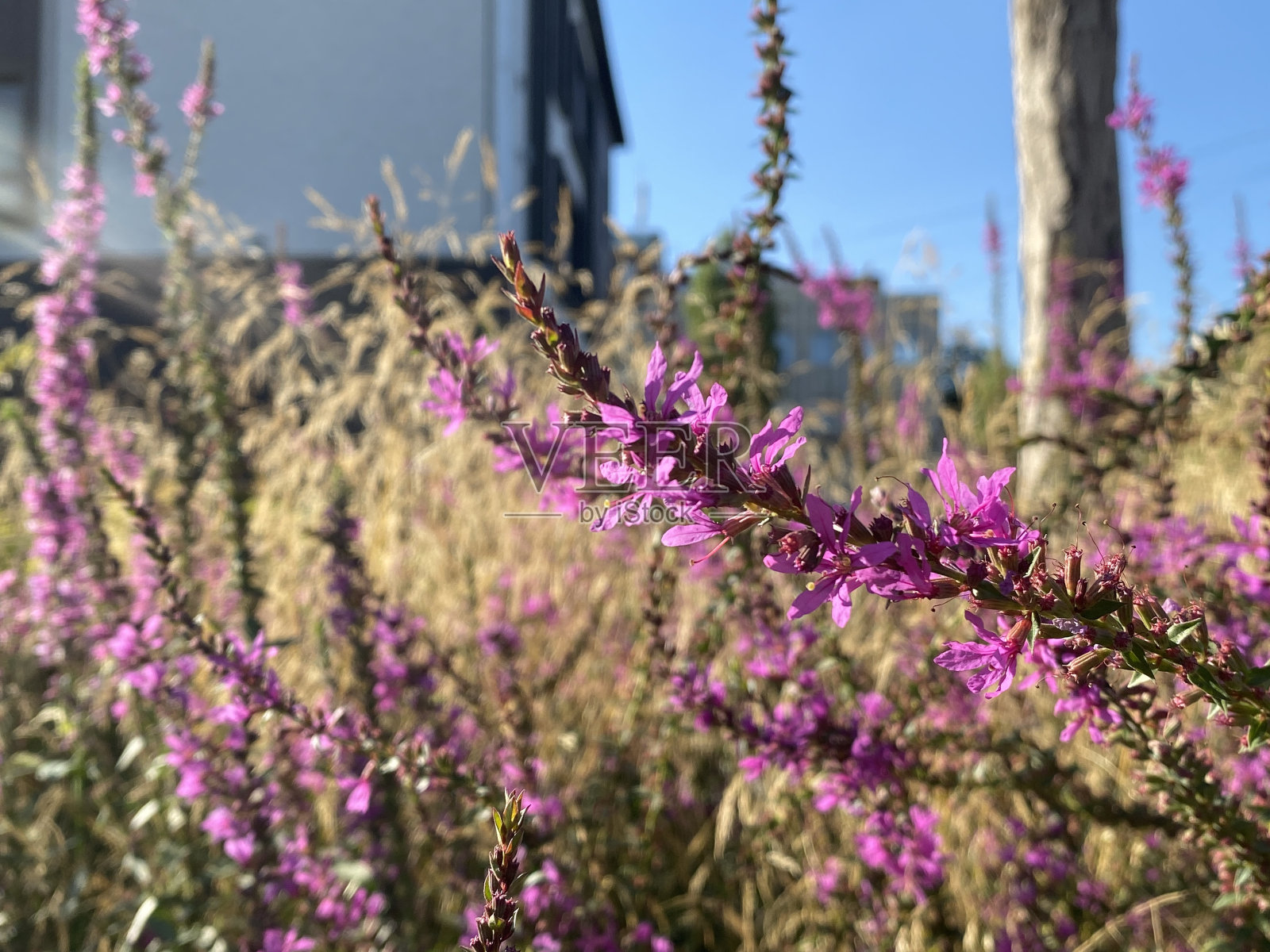 花照片摄影图片