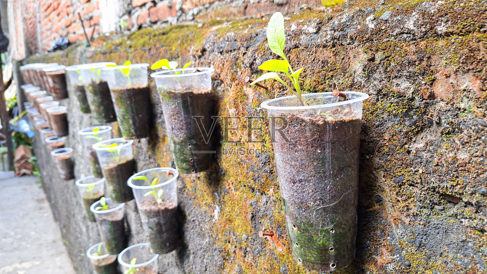 垂直菜园，使用废旧塑料瓶和杯子作为花盆。照片摄影图片