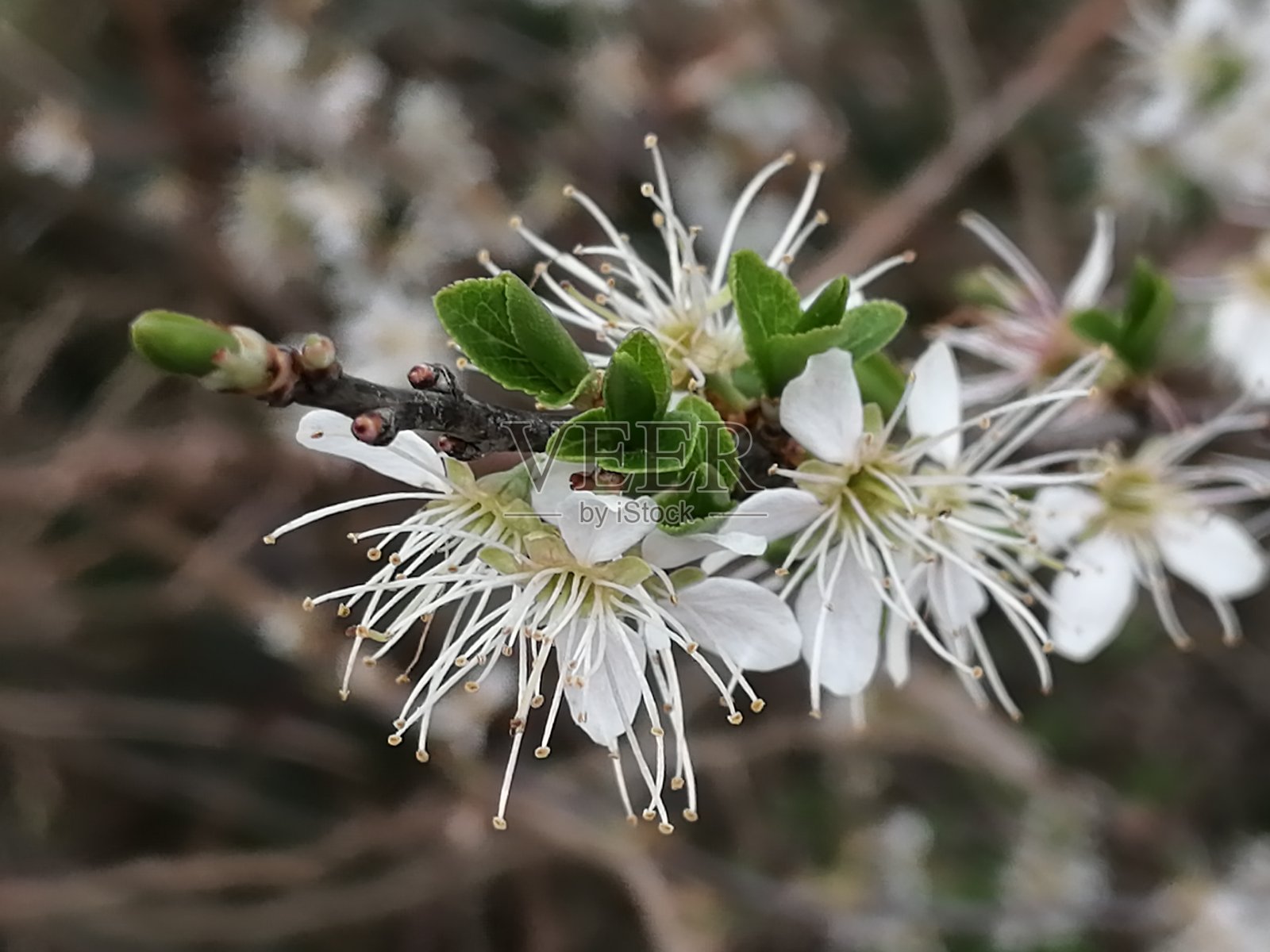 美丽的白花照片摄影图片