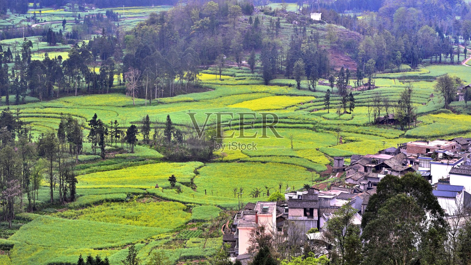 油菜花图案照片摄影图片