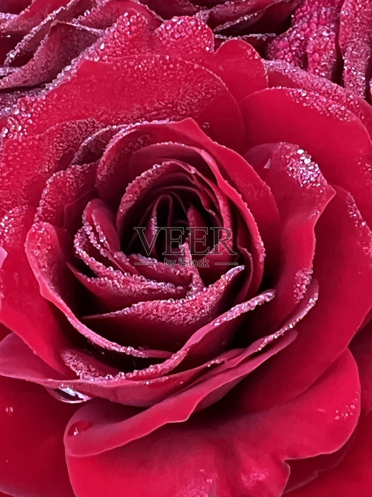 带露珠的红玫瑰照片摄影图片