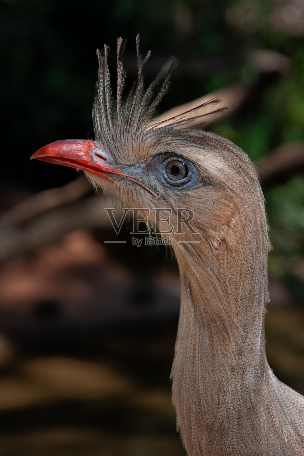 红腿叫鹤照片摄影图片