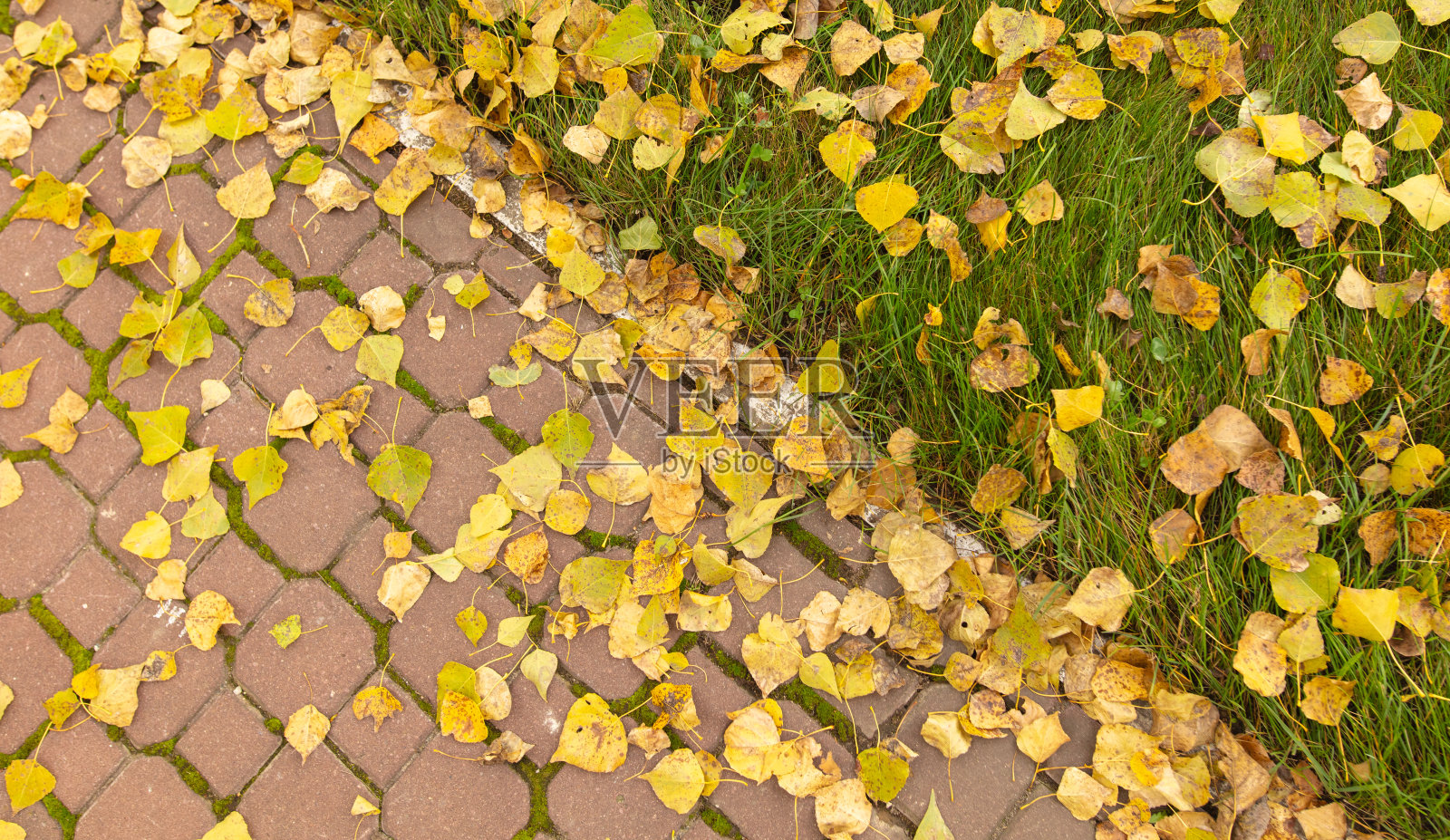 公园人行道上的白桦树落叶。秋天照片摄影图片