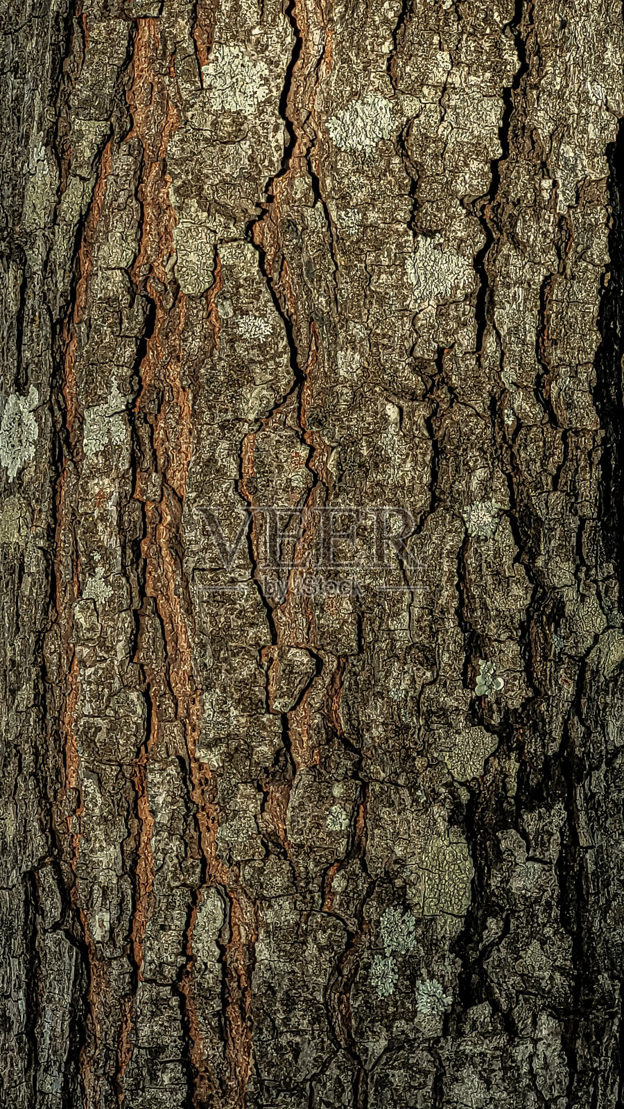 视觉自然树的纹理照片摄影图片