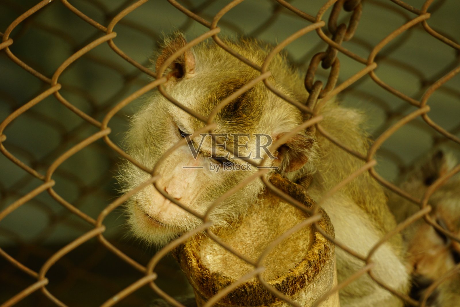 铁栅栏后面猴子的特写照片摄影图片