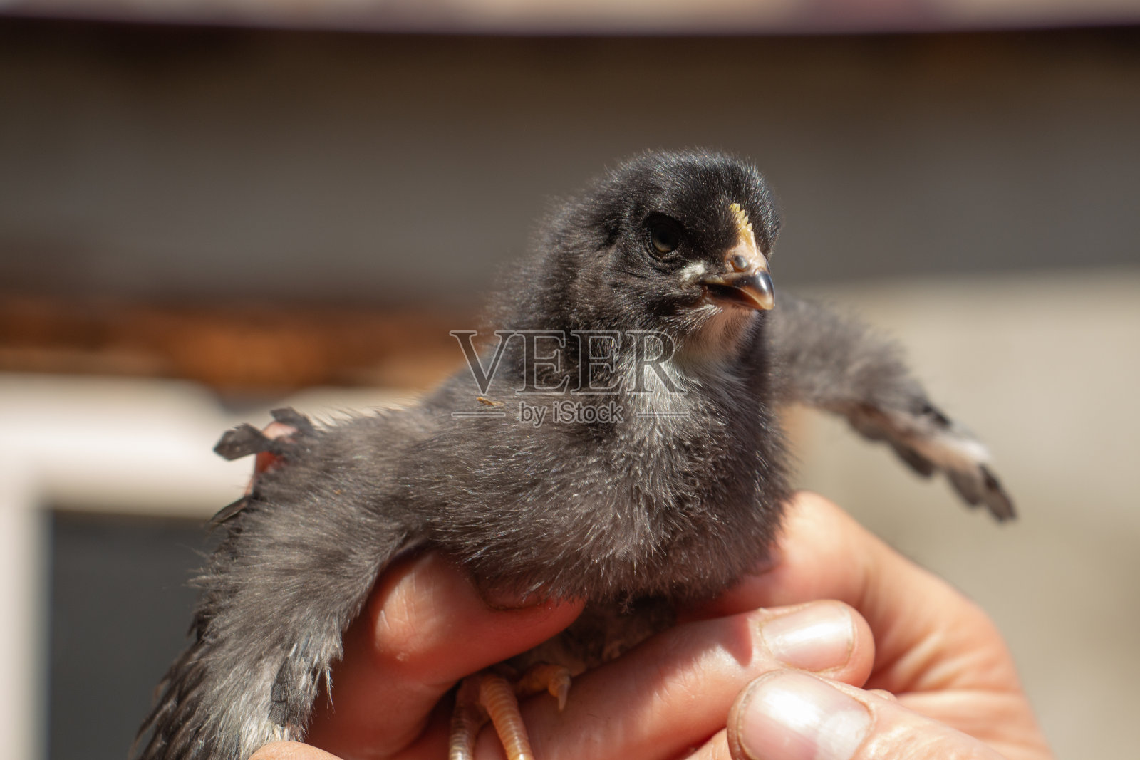 手掌上的小黑鸡认识了世界照片摄影图片
