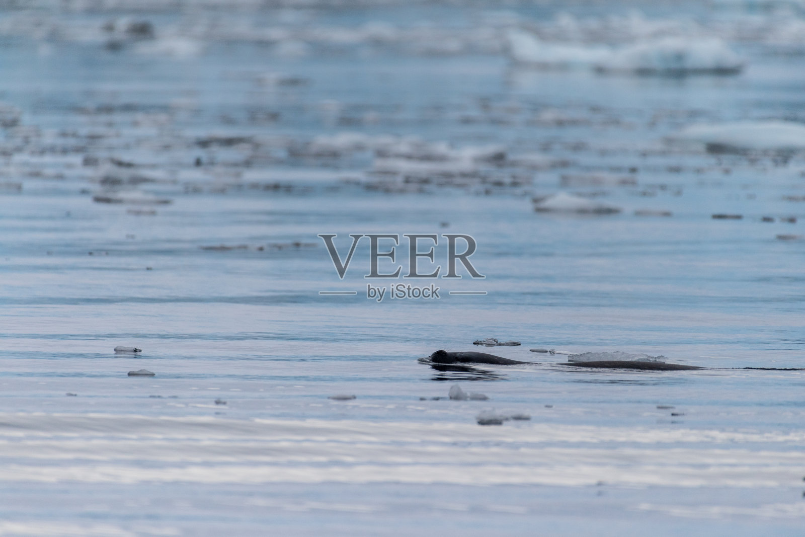 猎食海豹的远摄照片照片摄影图片