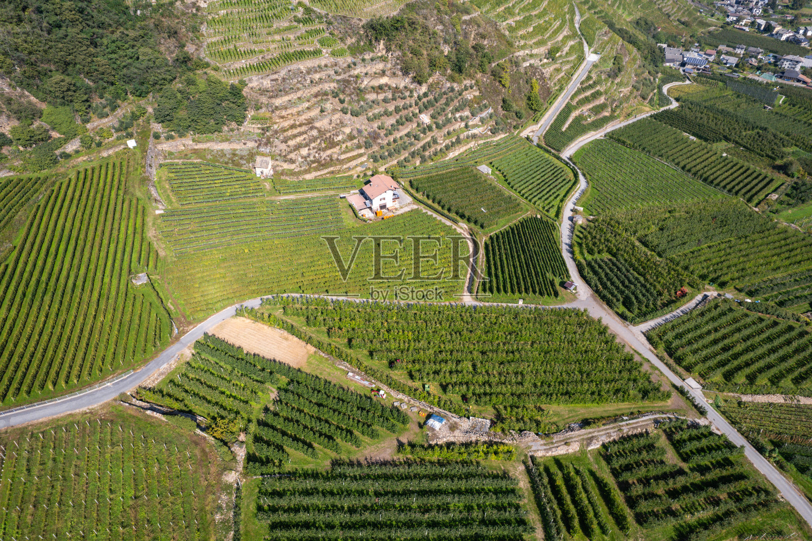 意大利种植苹果和葡萄藤的农田照片摄影图片