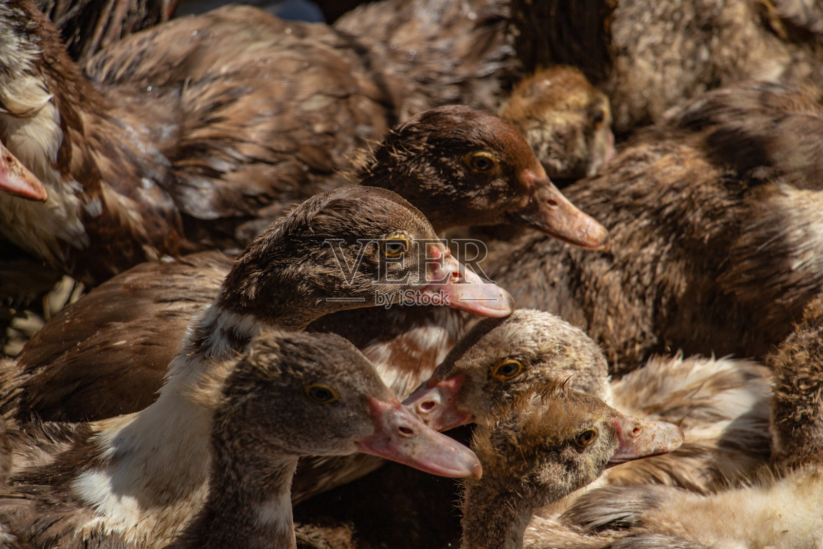 谷仓院子里有棕色的番鸭，还有很多家禽照片摄影图片