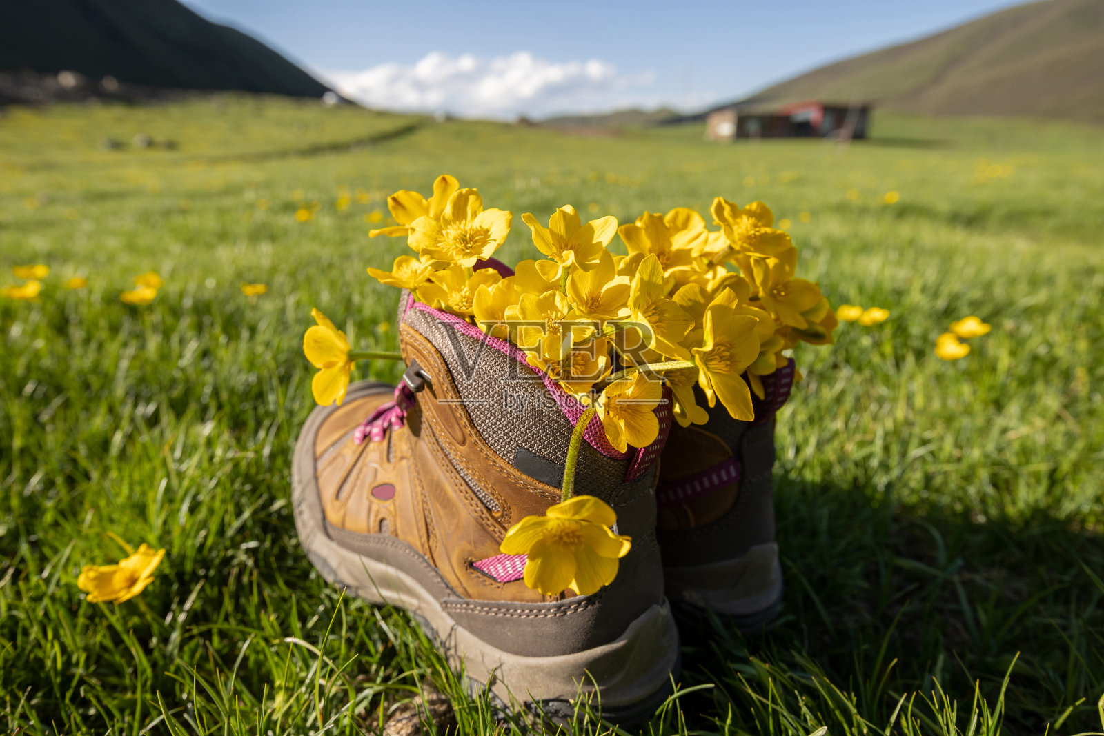 高海拔草原上印有黄色野花的登山靴照片摄影图片