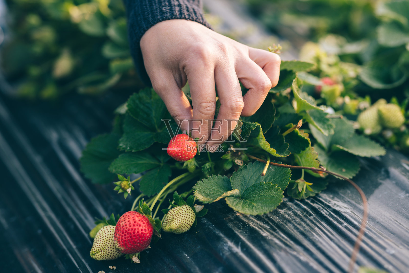 在春天的花园里手工采摘草莓果实照片摄影图片