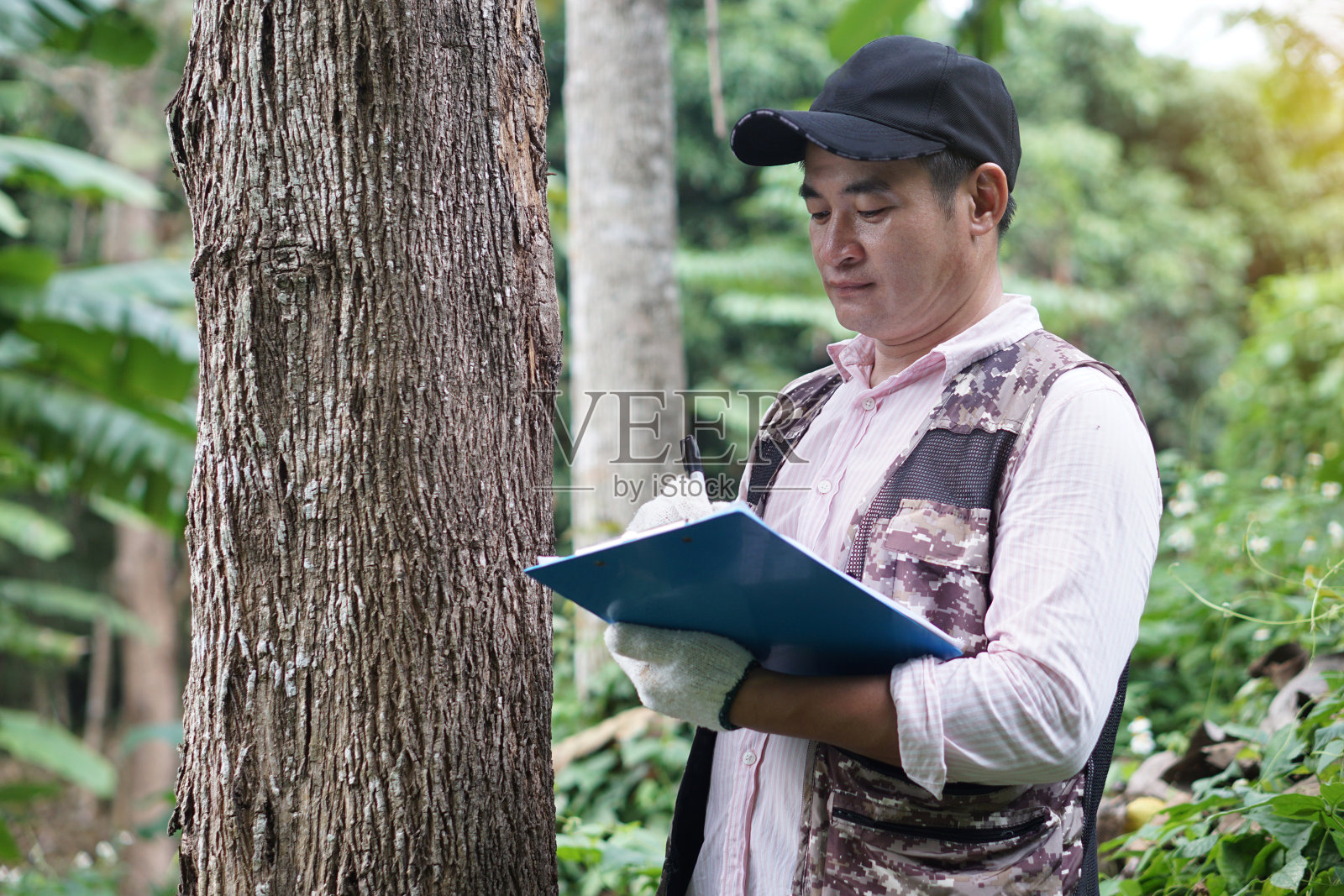 亚洲男性植物学家正在检查和记录有关树干的信息。概念、调查、研究植物。森林和环境保护。照片摄影图片