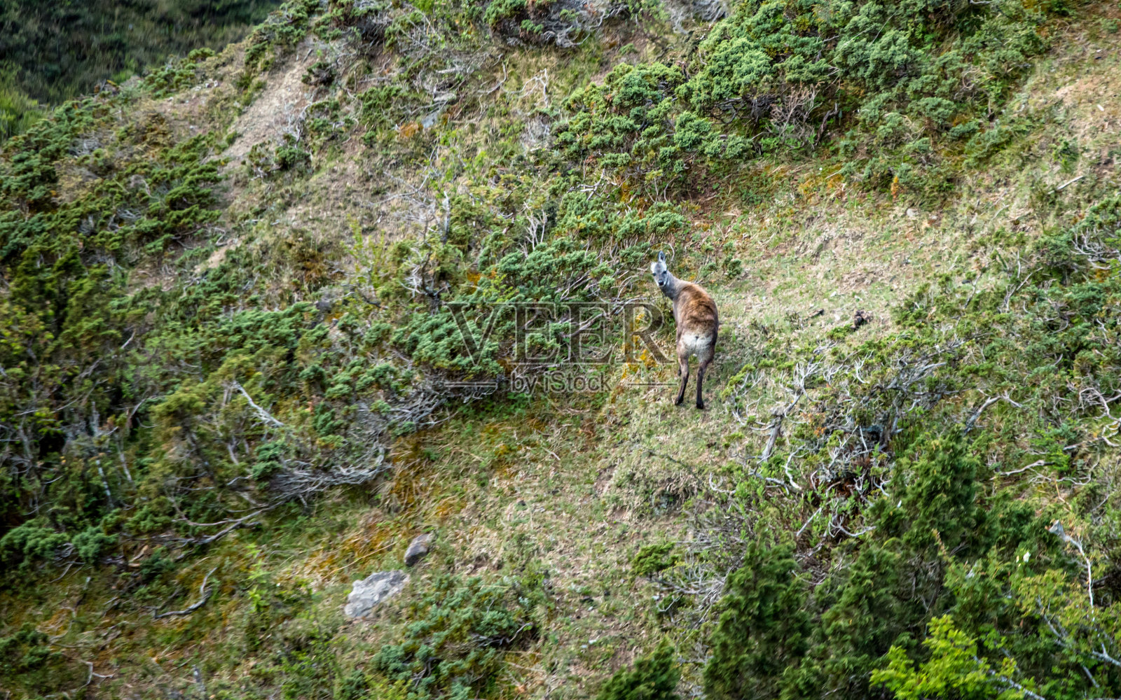 绿色草原上的野生动物麝照片摄影图片