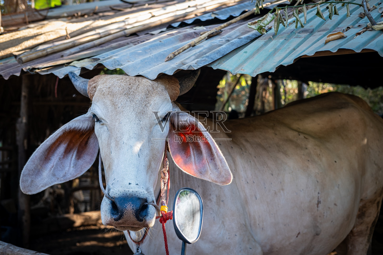 农场里的奶牛照片摄影图片
