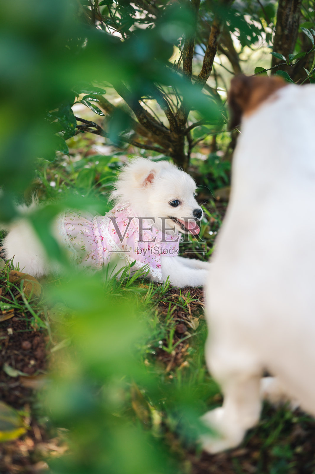 两只活泼的小波美拉尼亚和杰克罗素梗在房子里跑来跑去照片摄影图片