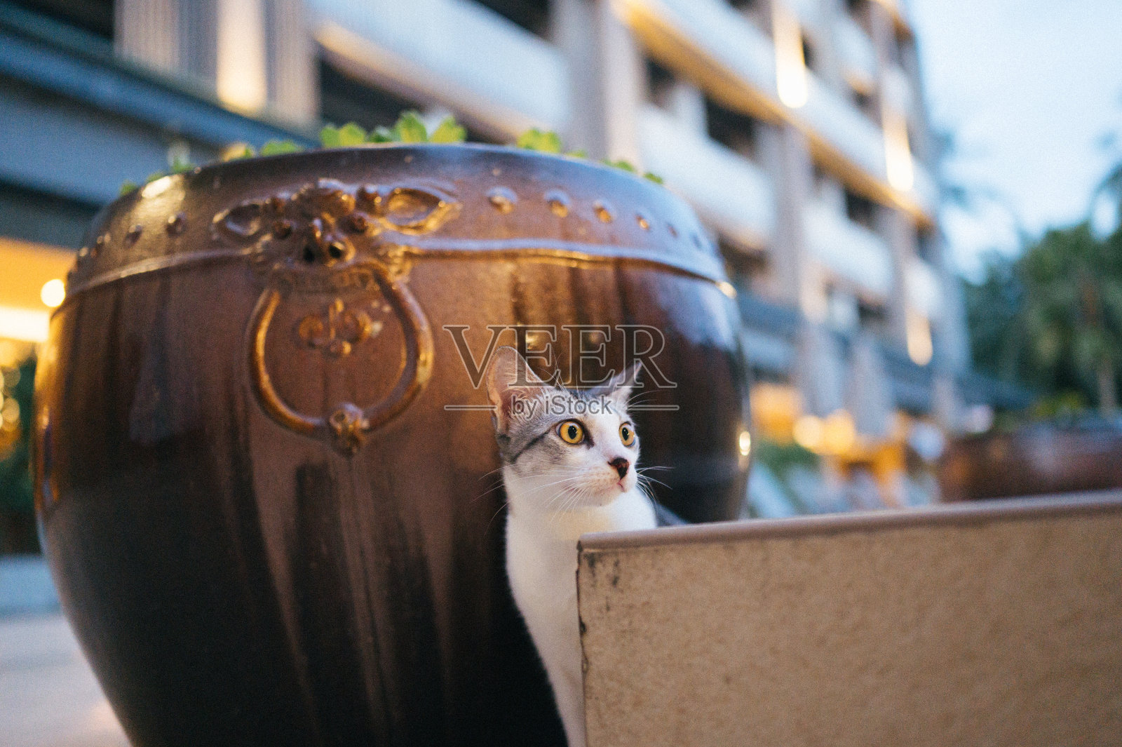 一对小虎斑猫在户外偷拍照片摄影图片