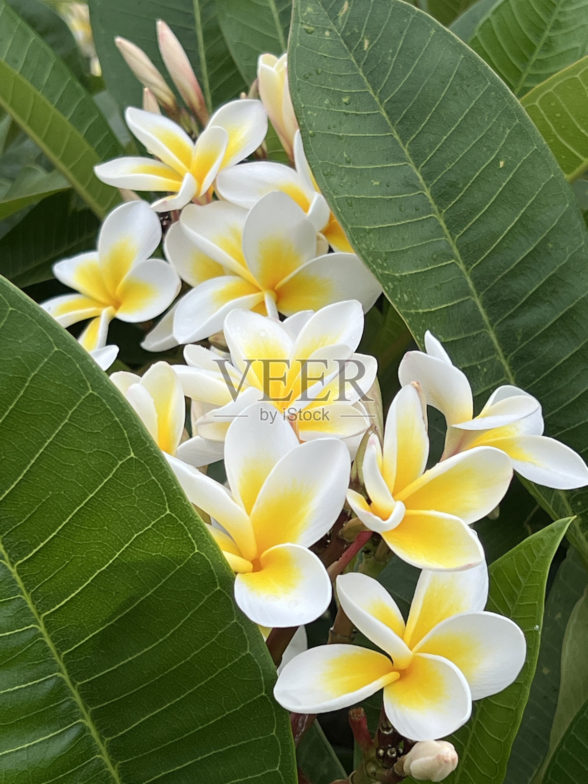 白芷花在夏天照片摄影图片