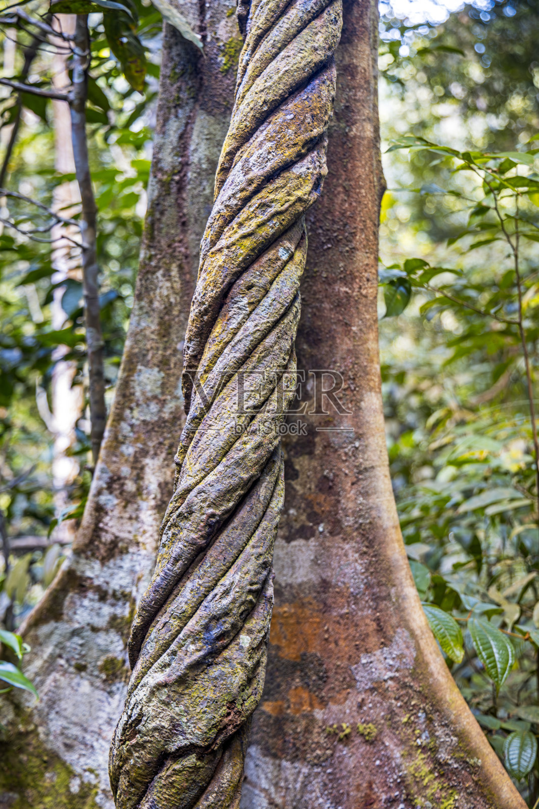长在树干上的大型藤本植物照片摄影图片