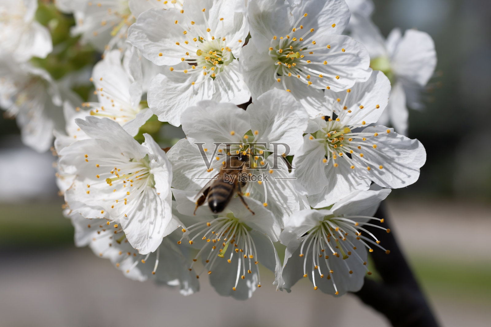 樱花和蜜蜂。照片摄影图片