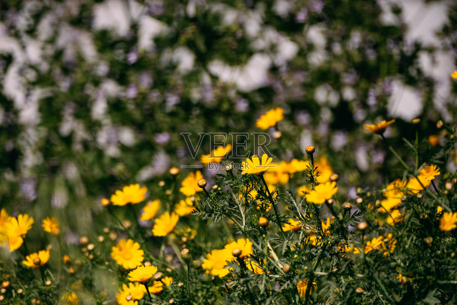 黄甘菊花背景照片摄影图片