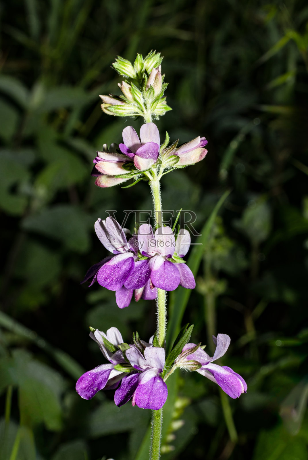 山茱萸(Collinsia heterophylla)是一种开花植物，原产于加利福尼亚和下加利福尼亚州北部的半岛山脉。Modini Mayacamas保护区，Mayacamas山保护区，Mayacamas山，索诺玛州照片摄影图片