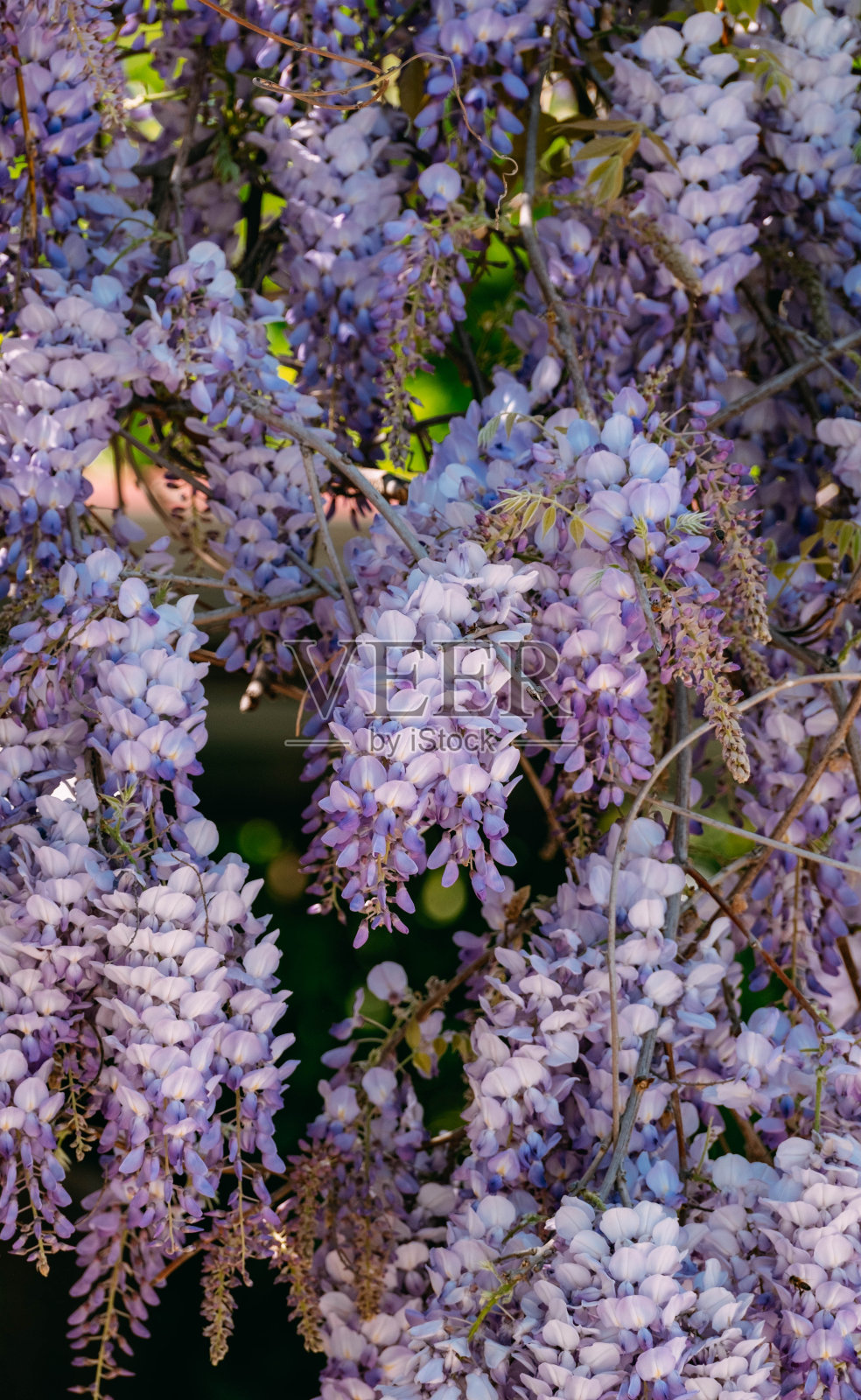 美丽的紫藤花在春天照片摄影图片