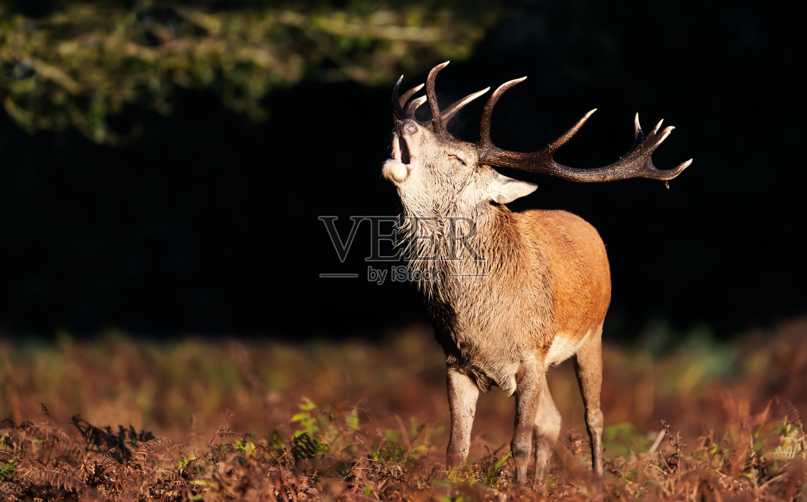 秋天发情期的马鹿照片摄影图片