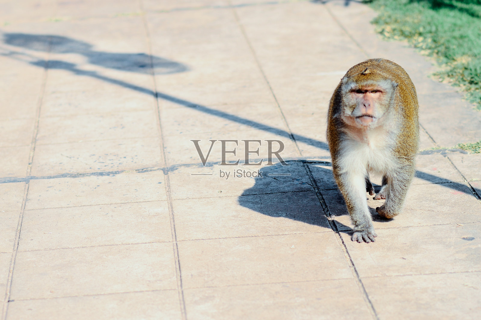 愤怒的猴子照片摄影图片