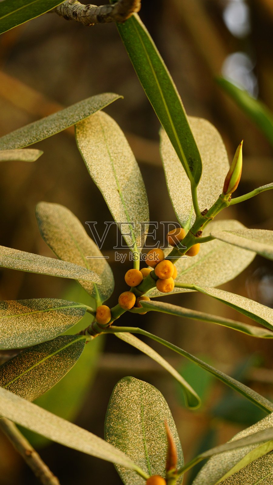 垂果图特写照片摄影图片