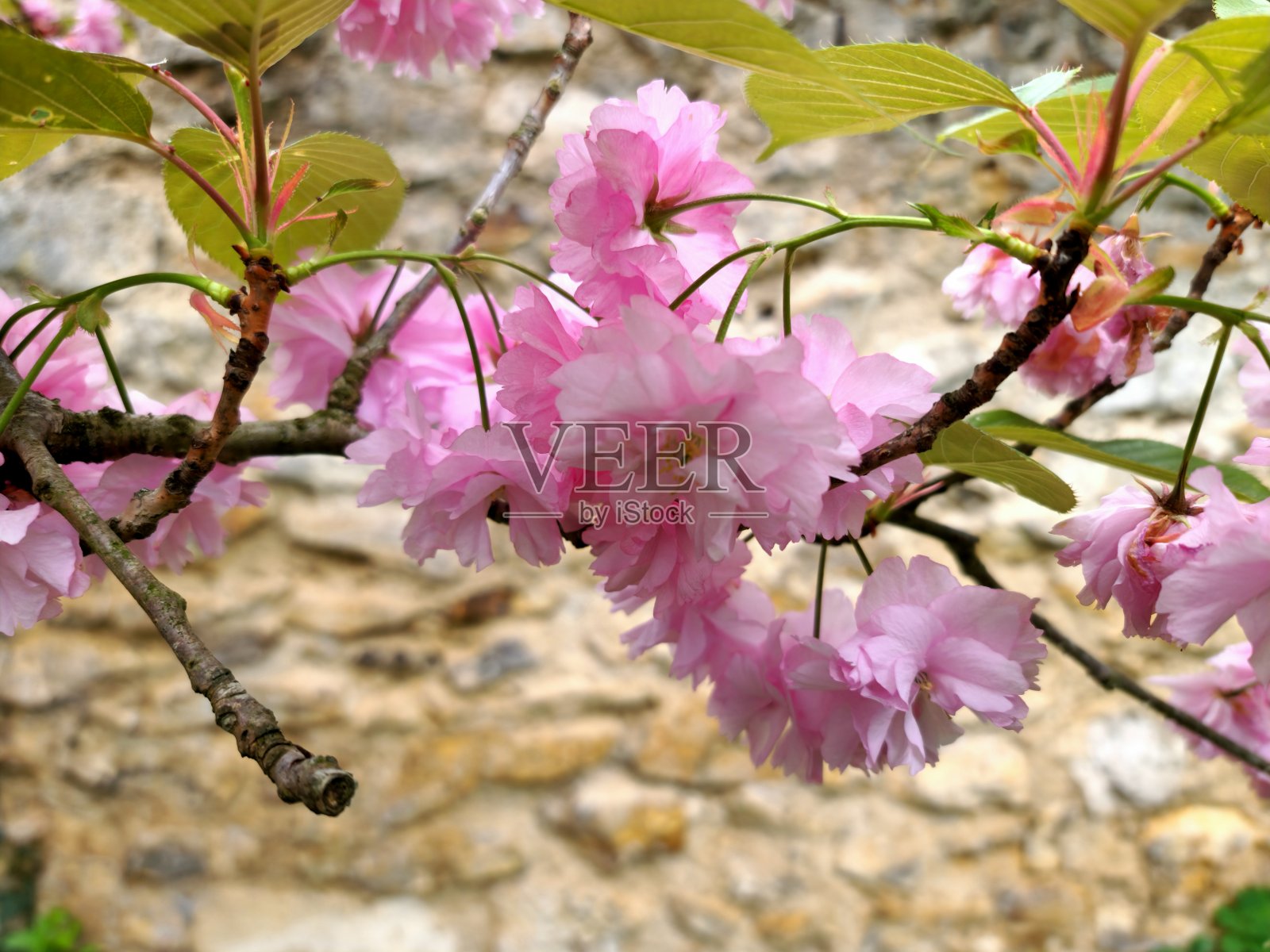 樱桃树照片摄影图片
