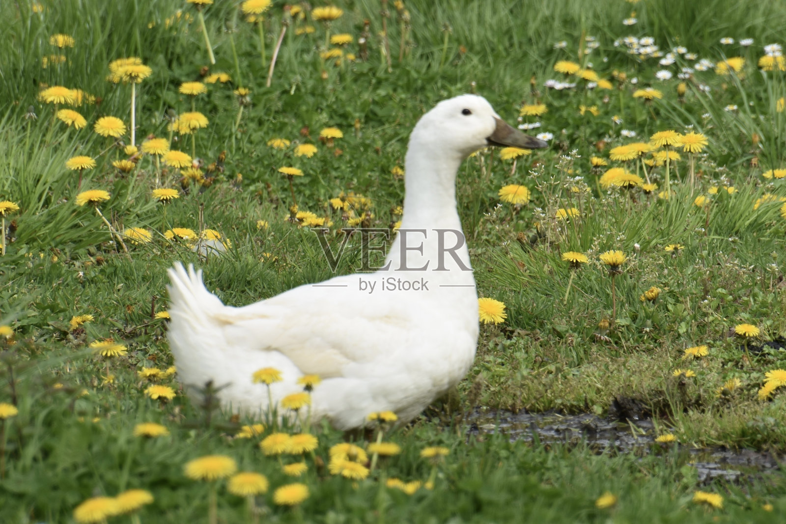 一只白鹅钻进了草地，开着黄色的花照片摄影图片