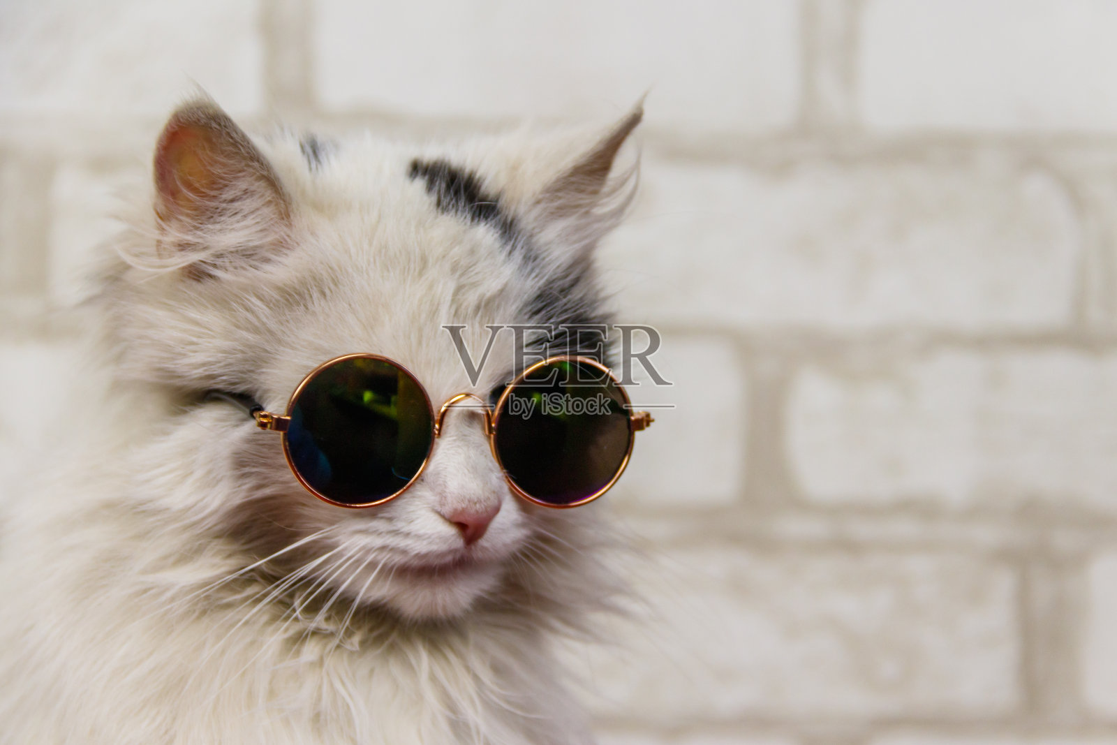 一只漂亮可爱的毛茸茸的猫戴着太阳镜的肖像照片摄影图片