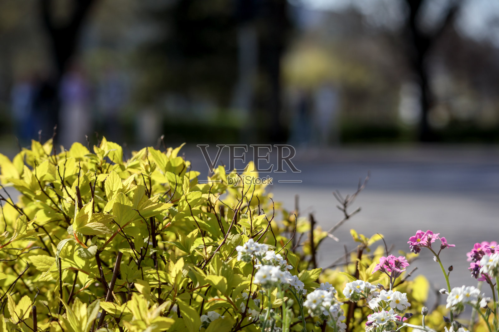 ·背景模糊的城市环境中不同颜色的花苗照片摄影图片