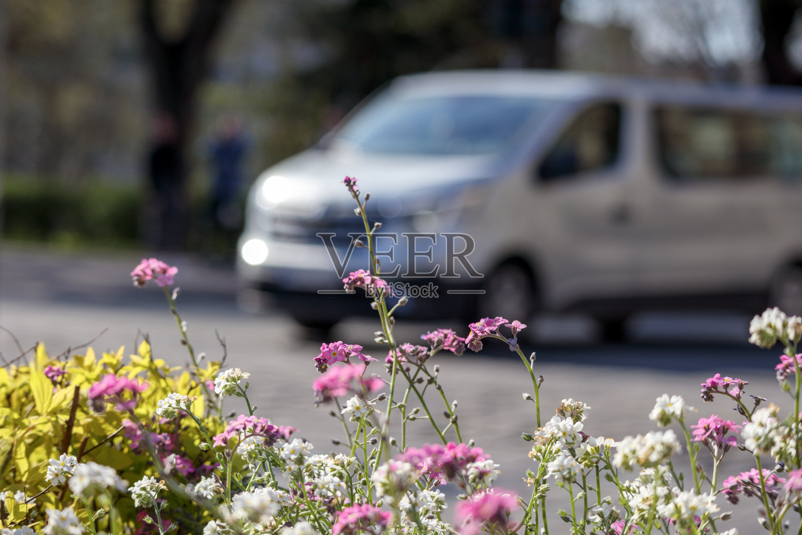 ·以汽车为背景的城市环境中不同颜色的花苗照片摄影图片