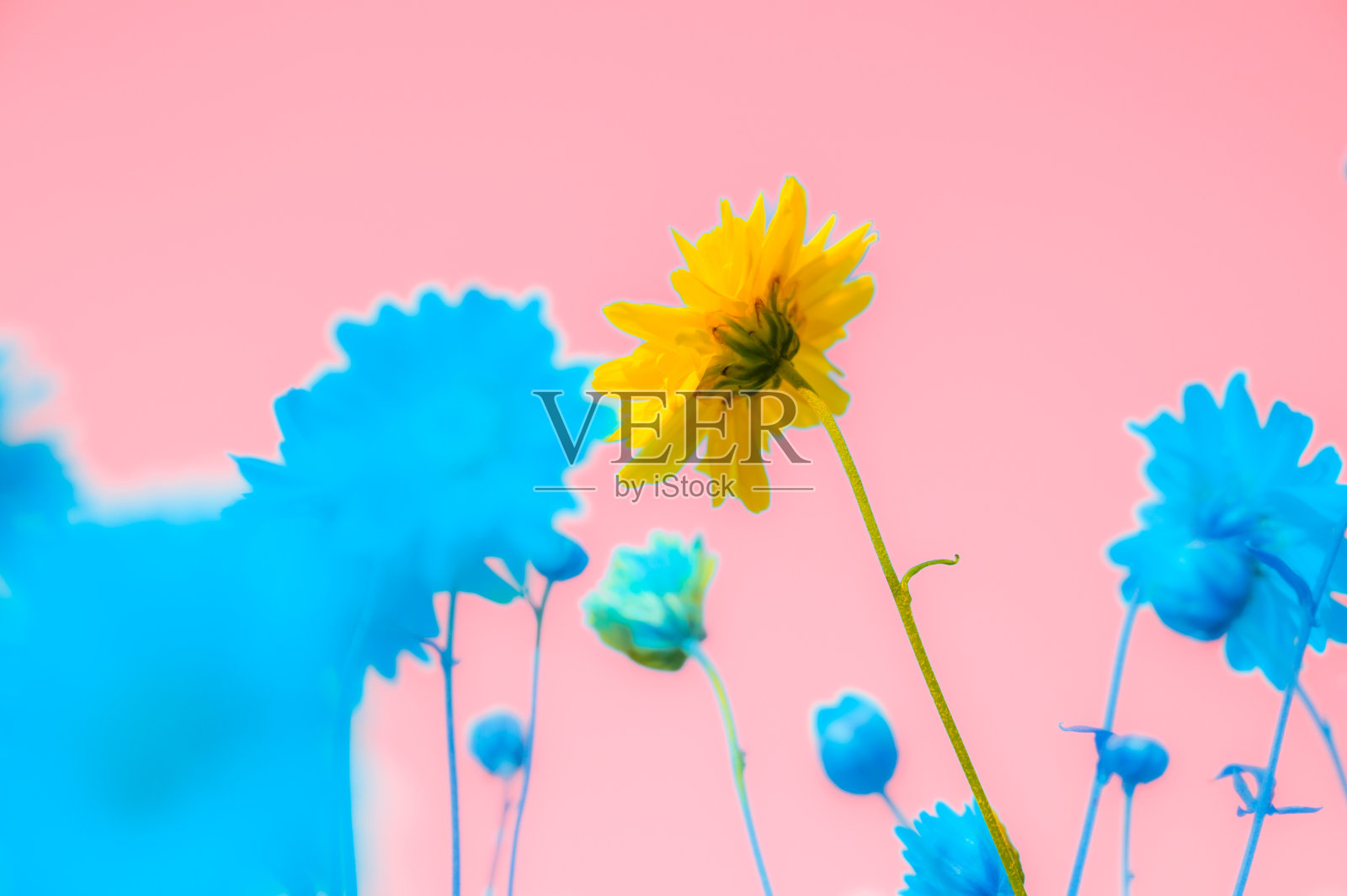 黄花或菊花照片摄影图片